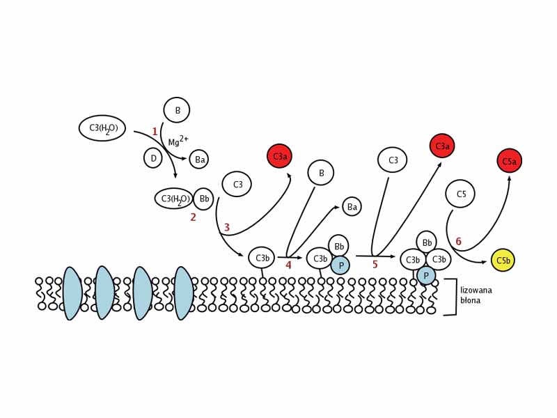 Alternative complement pathway. (Some labels are in Polish.)