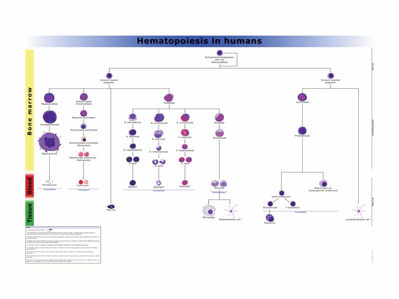 This diagram shows the hematopoiesis as it occurs in humans.