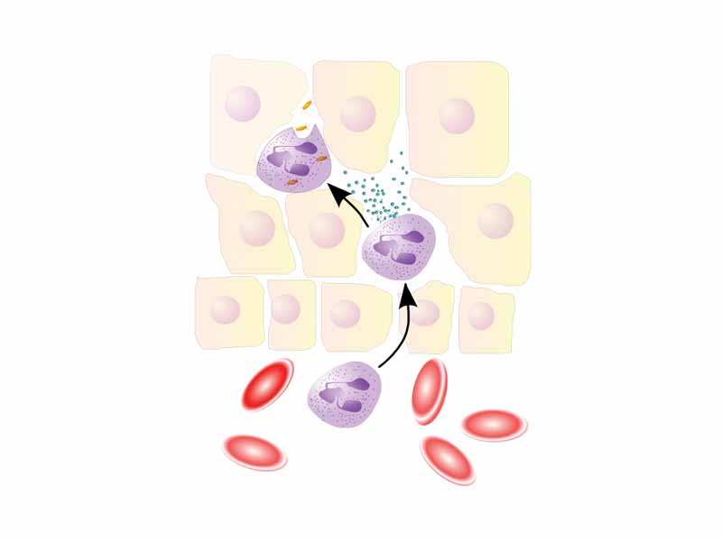 Neutrophils extravasate from blood vessels to the site of tissue injury or infection during the innate immune response