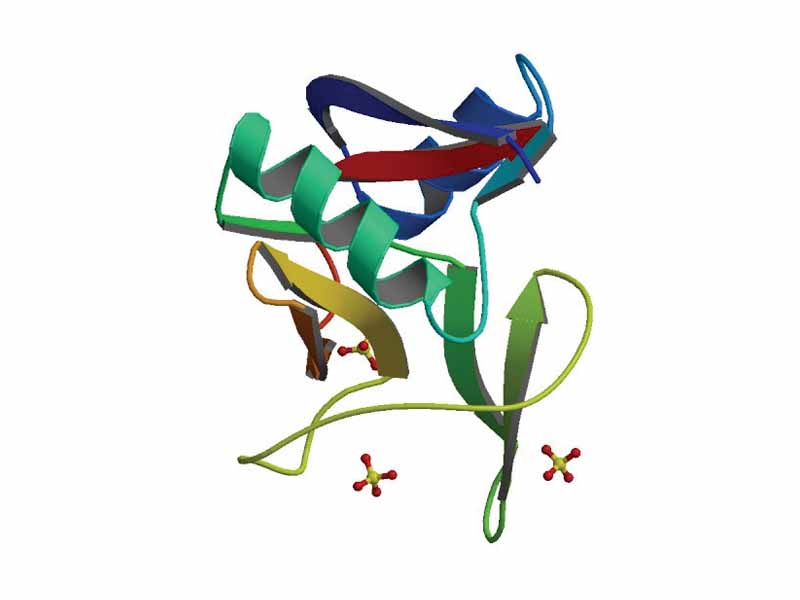 Major basic protein