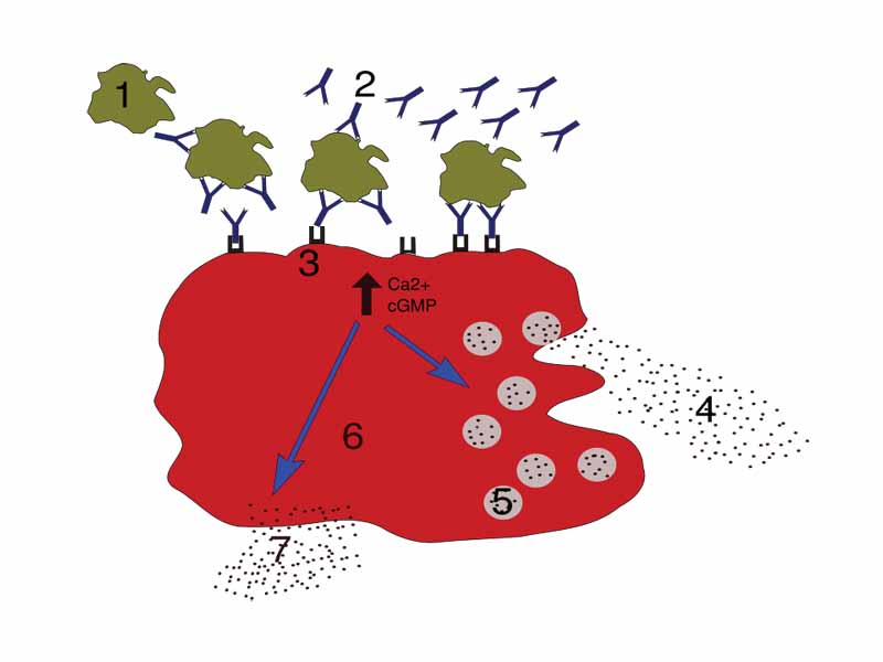The degranulation process in a Mast cell. 1 = antigen; 2 = IgE; 3 = Fc?RI; 4 = preformed mediators (histamine, proteases, chemokines, heparin); 5 = granules; 6 - Mast cell; 7 - newly formed mediators (prostaglandins, leukotrienes, thromboxanes, platelet-activating factor)