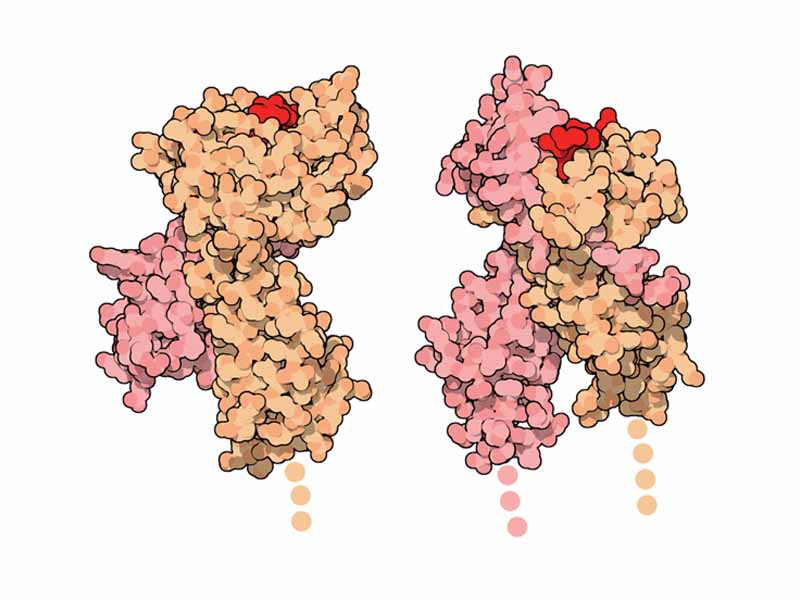 Protein images comparing the MHC I (1hsa) and MHC II (1dlh) molecules.