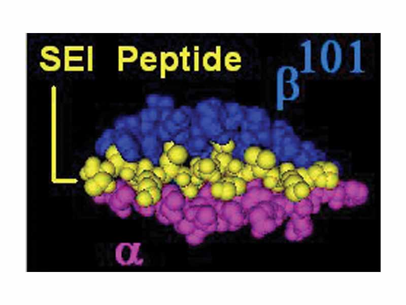 DR protein (DRA:DRB1*0101 gene products) with bound Staphylococcal enterotoxin ligand (subunit I-C), view is top down showing all DR amino acyl residues within 5 Angstroms of the SEI peptide. (Philip Deitiker, MMDB id:40432, PDB: 2G9H