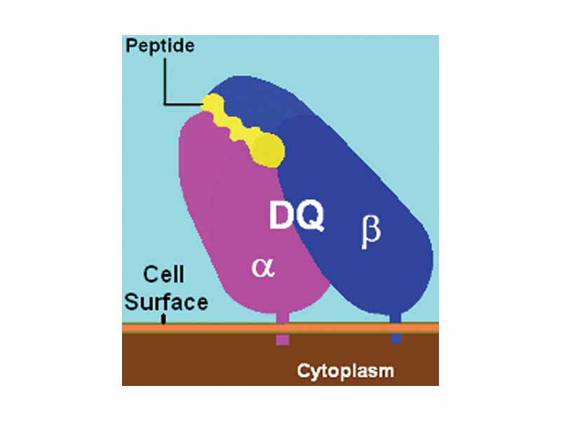 Illustration of an HLA-DQ molecule (magenta and blue) with a bound ligand (yellow) floating on the plasma membrane of the cell