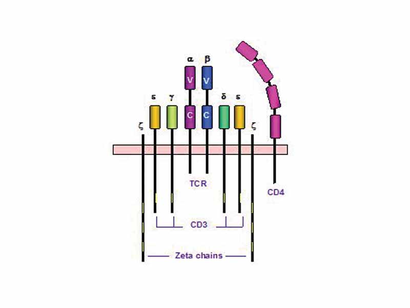 The T-cell receptor complex with TCR-? and TCR-? chains, CD3 and ?-chain accessory molecules and the co-receptor CD4