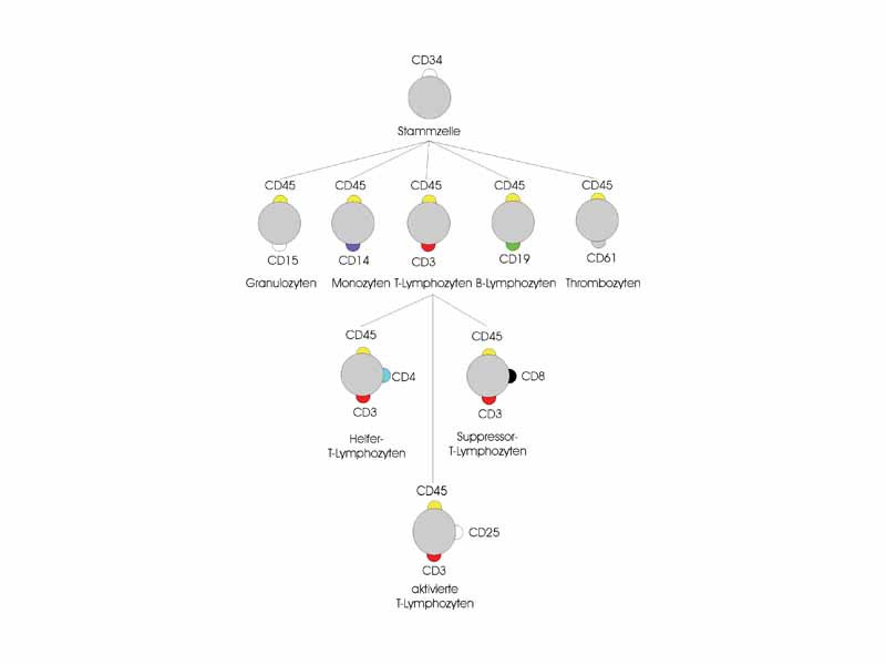 CD differentiation. (Captions in German)