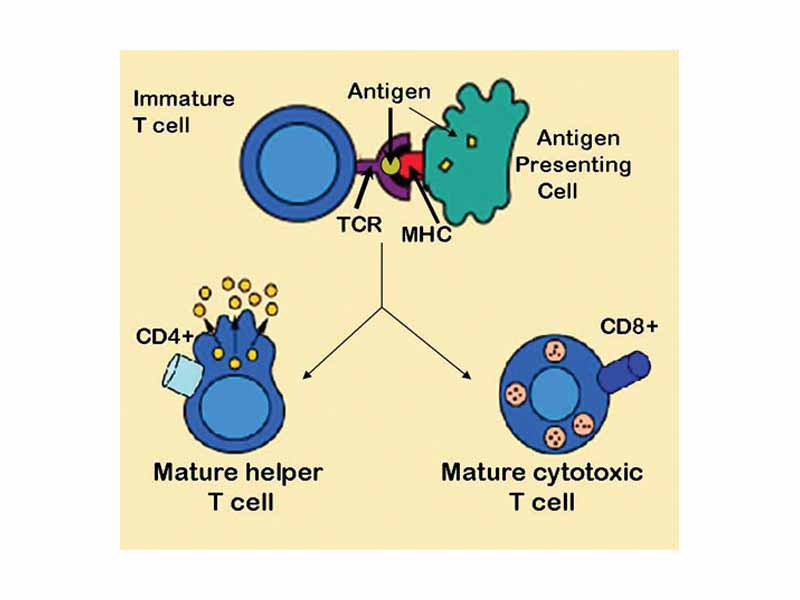 Antigen presentation stimulates T cells to become either cytotoxic CD8+ cells or helper CD4+ cells.