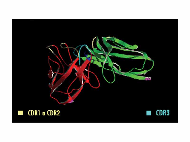 Animation - A single chain antibody fragment showing the positions of the three complementarity determining regions, CDR1, CDR2 and CDR3