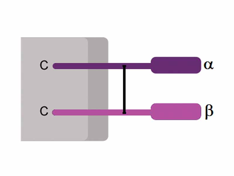 Schematic representation of CD8 co-receptor