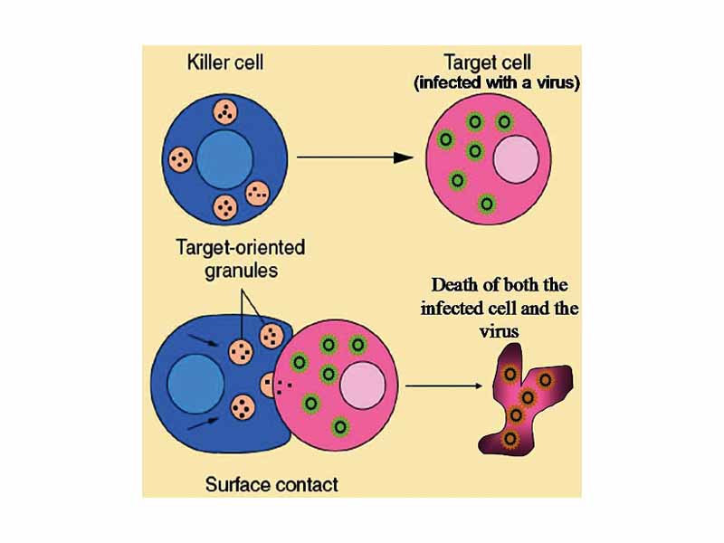Killer T cells—also called cytotoxic T lymphocytes or CTL-directly attack other cells carrying certain foreign or abnormal molecules on their surfaces