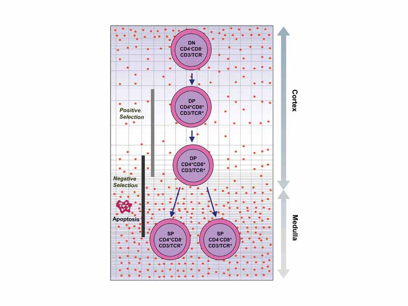 Development of single positive T cells in the thymus