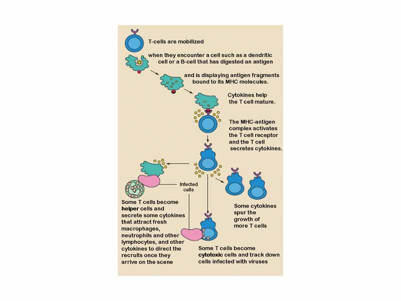 The T lymphocyte activation pathway. T cells contribute to immune defenses in two major ways: some direct and regulate immune responses; others directly attack infected or cancerous cells.