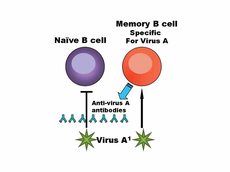 B lymphocytes are the cells of the immune system that make antibodies to invading pathogens like viruses. They form memory cells that remember the same pathogen for faster antibody production in future infections.
