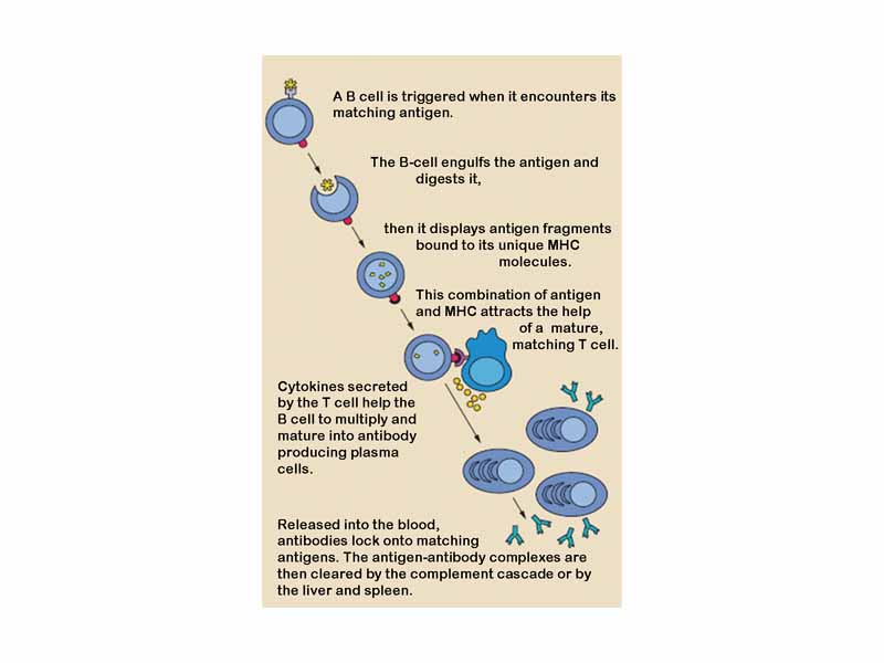 Activation of B cells