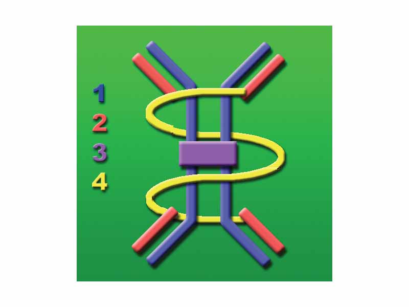 The dimeric IgA molecule. 1 H-chain, 2 L-chain, 3 J-chain, 4 secretory component