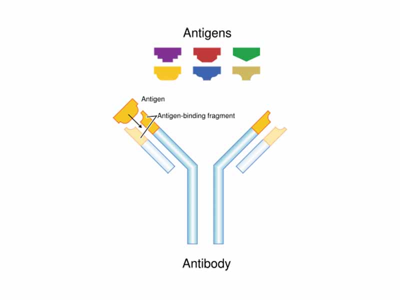 Each antibody binds to a specific antigen; an interaction similar to a lock and key.