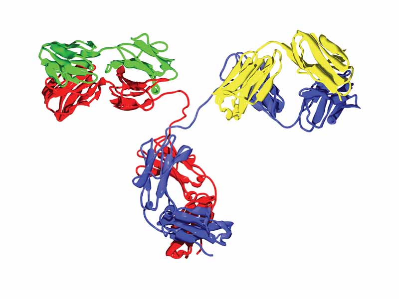 An antibody molecule. The two heavy chains are colored red and blue and the two light chains green and yellow.