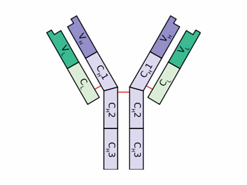 Schematic diagram of a typical antibody showing two Ig heavy chains (blue) linked by disulphide bonds to two Ig light chains (green). The constant (C) and variable (V) domains are shown.