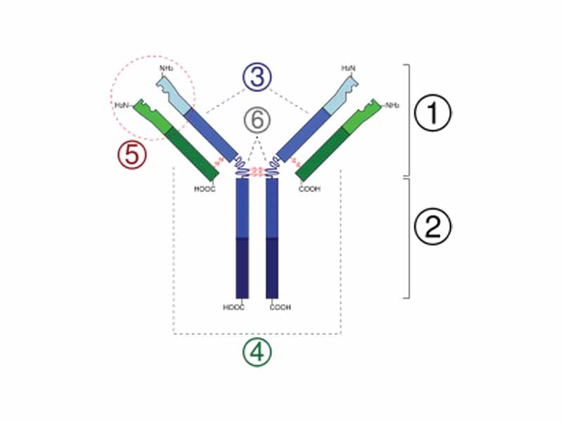 1. Fab region  -  2. Fc region  -  3. Heavy chain with one variable (VH) domain followed by a constant domain (CH1), a hinge region, and two more constant (CH2 and CH3) domains.  -  4. Light chain with one variable (VL) and one constant (CL) domain  -  5. Antigen binding site (paratope)  -  6. Hinge regions
