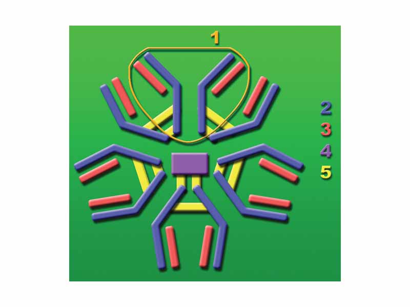 IgM (Immunoglobulin M) antibody molecule consisting of 5 base units.  -  1: Base unit.  -  2: Heavy chains.  -  3: Light chains.  -  4: J chain.  -  5: Intermolecular disulfide bonds.