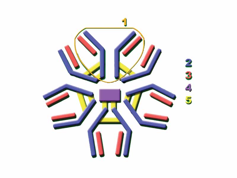 The secreted mammalian IgM has five Ig units. Each Ig unit (labeled 1) has two epitope binding Fab regions, so IgM is capable of binding up to 10 epitopes.