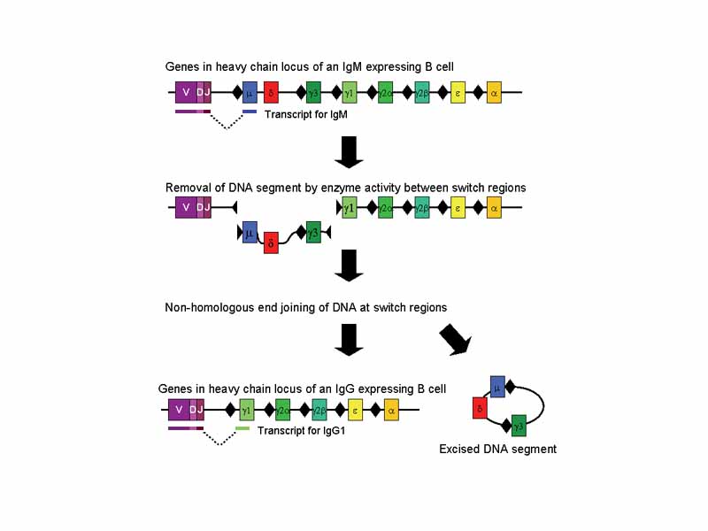 Mechanism of class switch recombination that allows isotype switching in activated B cells