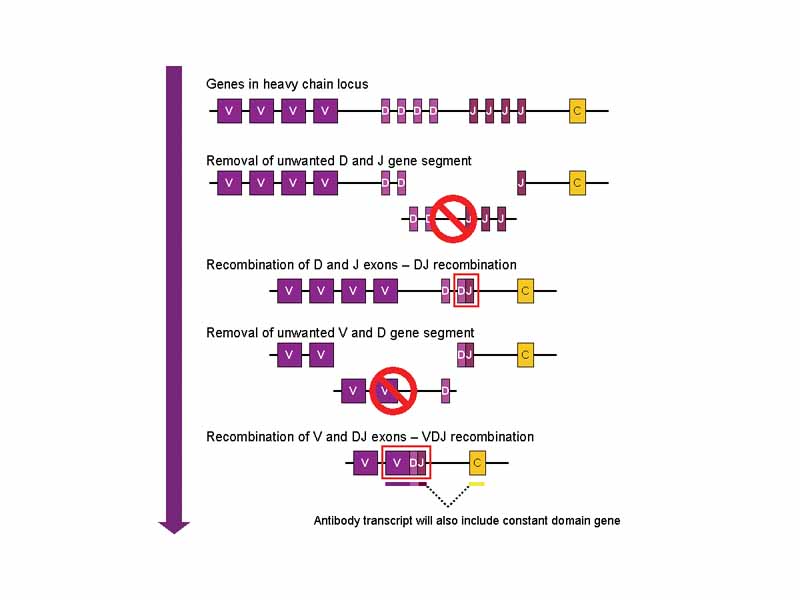 Simplistic overview of V(D)J recombination of immunoglobulin heavy chains