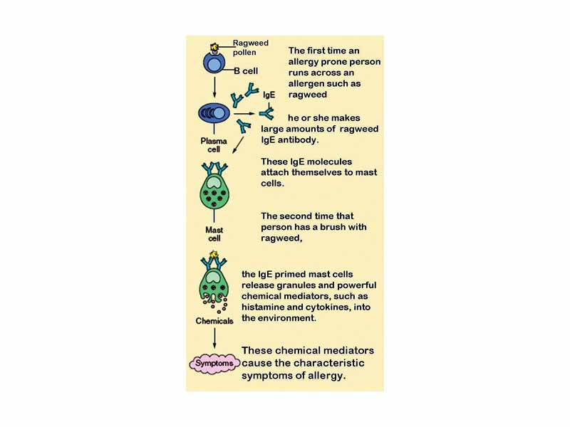 The role of mast cells in the development of allergy.