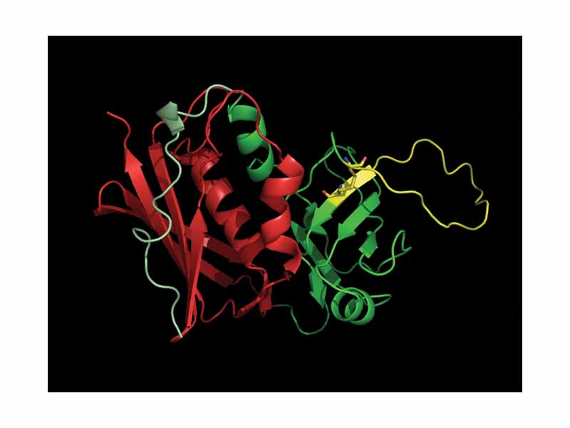 SEB, A typical bacterial superantigen (PDB:3SEB) The ?-grasp domain is shown in red, and the ?-barrel in green: The disulphide loop is shown in yellow