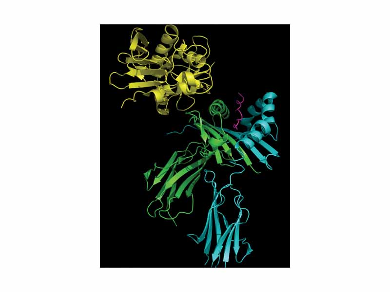 SEC3 (yellow) complexed with an MHC-II molecule (green & cyan): The SAgs binds adjacent to the antigen (purple) presentation cleft in the MHC-II