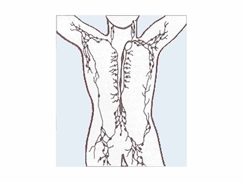 The human lymphatic system