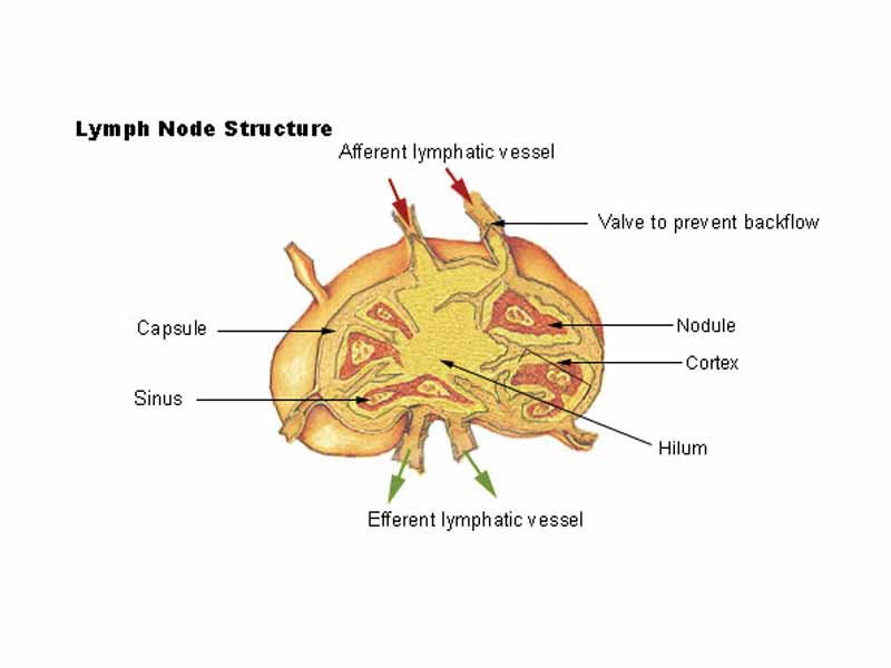 Structure of the lymph node.1. Efferent lymphatic vessel 2. Sinus 3. Nodule 4. Capsule 5. Medulla 6. Valve to prevent backflow 7. Afferent lymphatic vessel.
