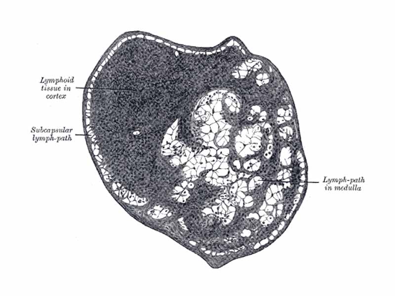 Section of small lymph gland of rabbit. X 100. (Subcapsular lymph path labeled at center left.)
