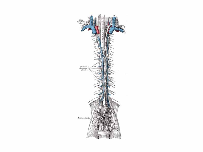 The thoracic and right lymphatic ducts. (Thoracic duct is thin vertical white line at center.)