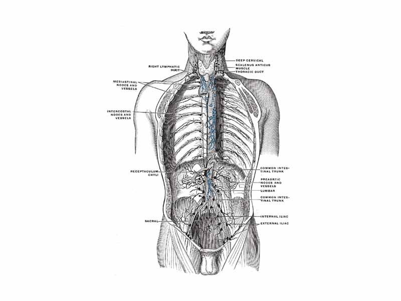 Deep lymph nodes and vessels of the thorax and abdomen (diagrammatic).