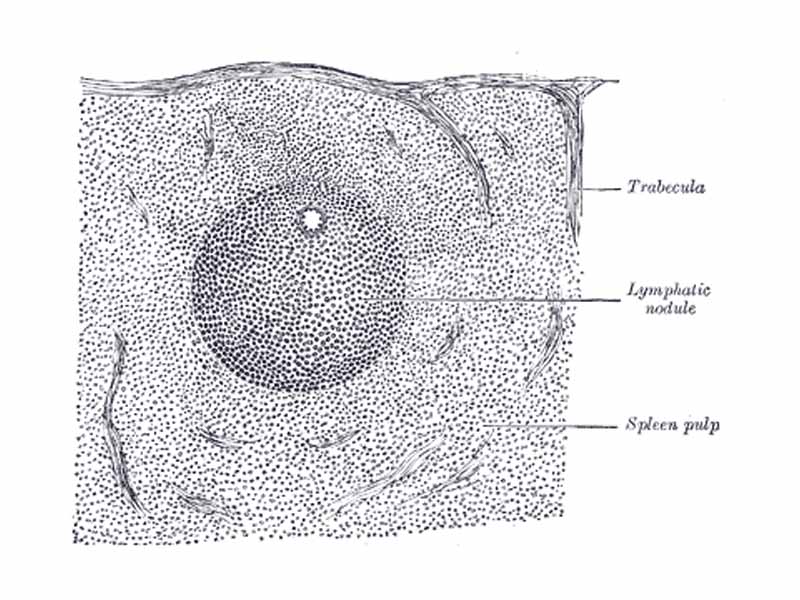 Transverse section of a portion of the spleen. (Spleen pulp labeled at lower right.)