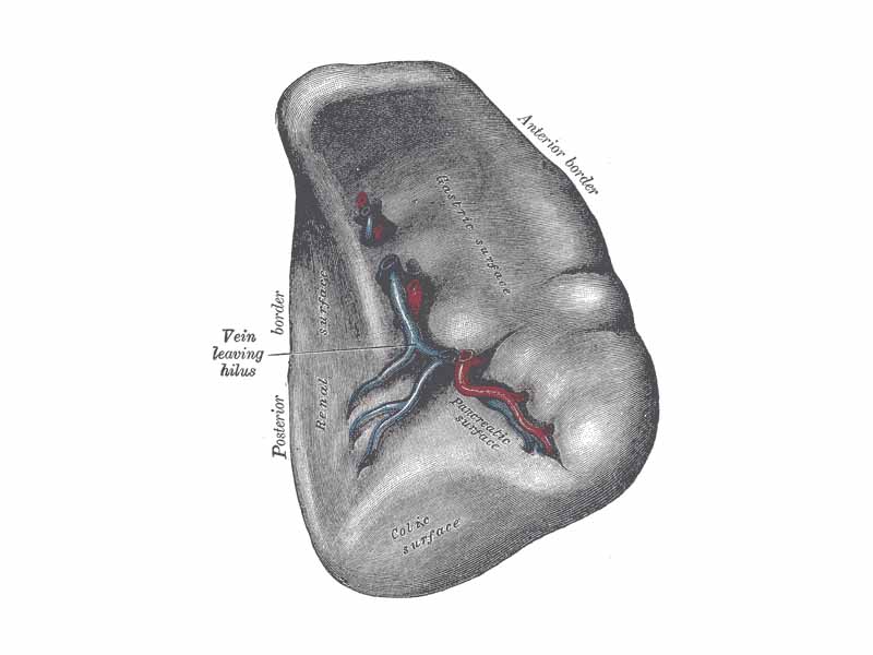 The visceral surface of the spleen.
