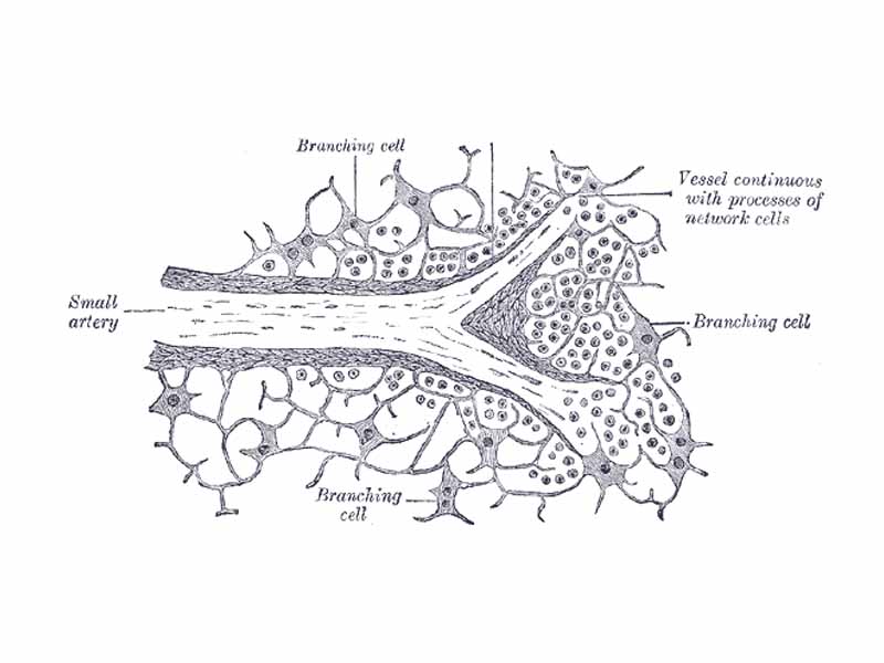 Section of the spleen, showing the termination of the small bloodvessels.