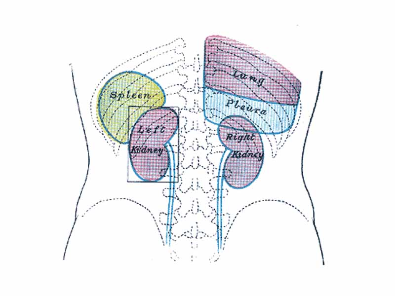 Back of lumbar region, showing surface markings for kidneys, ureters, and spleen.