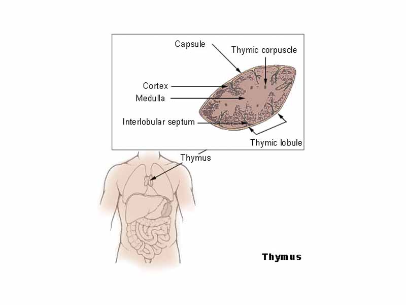 Thymus