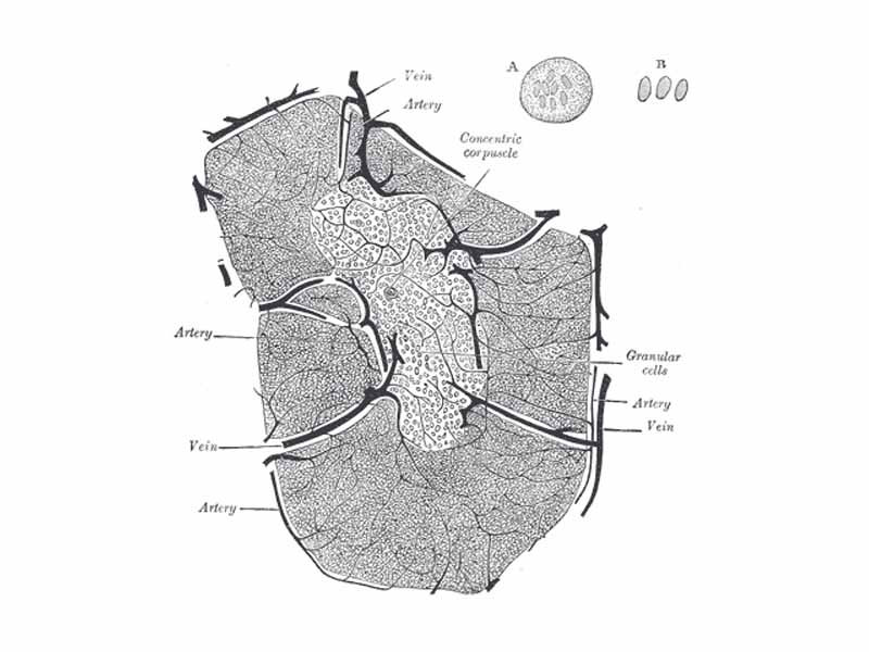 Minute structure of thymus.