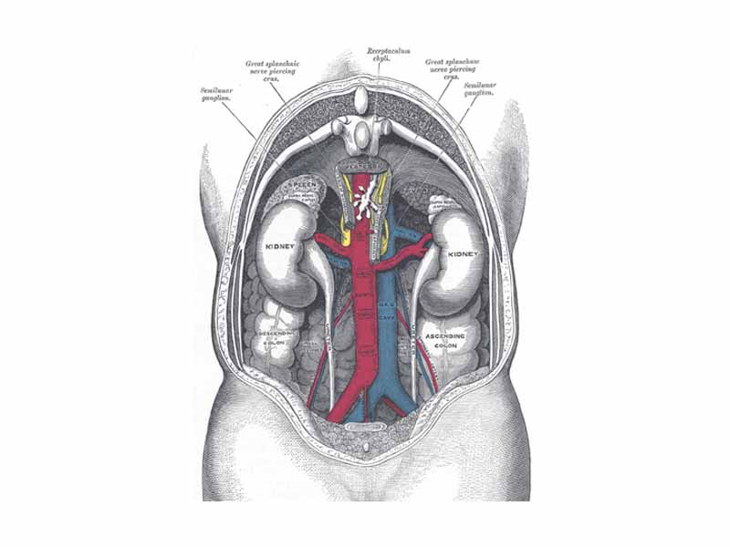 Human kidneys viewed from behind with spine removed