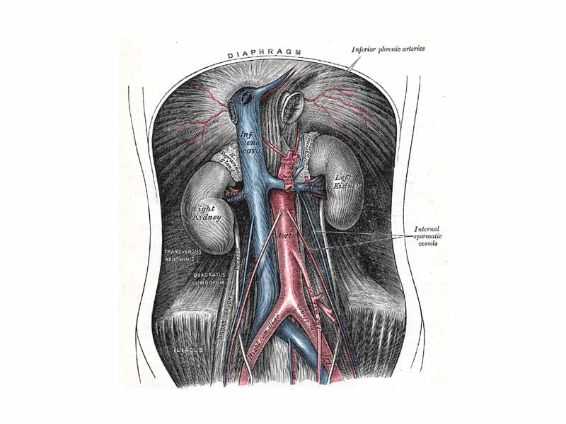 The circulation to and from the kidneys.