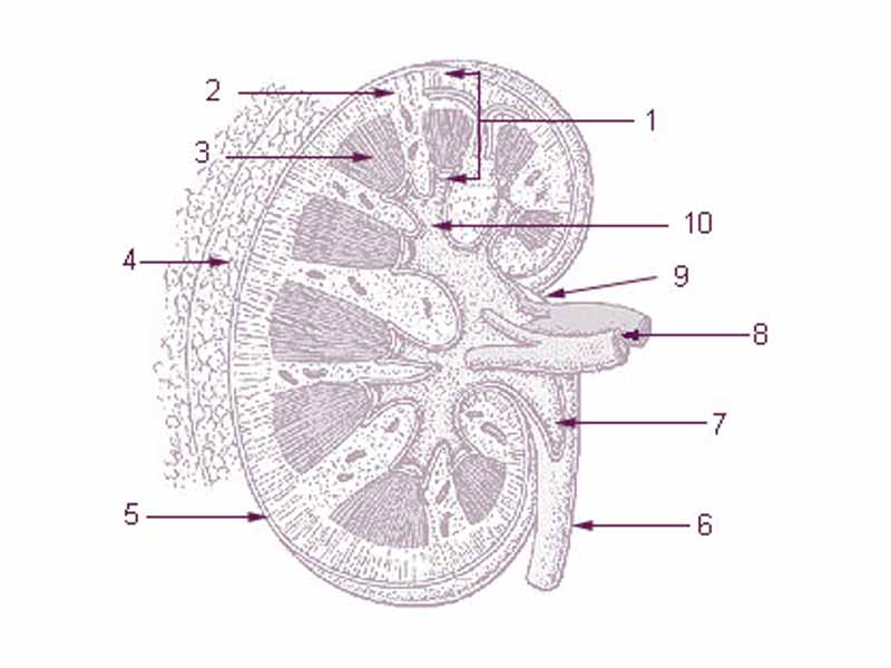 1: Parenchyma  -  2: Cortex  -  3: Medulla  -  4: Perirenal fat  -  5: Capsule  -  6: Ureter  -  7: Pelvis of kidney  -  8: Renal artery and Renal vein  -  9: Hilus  -  10: Calyx 