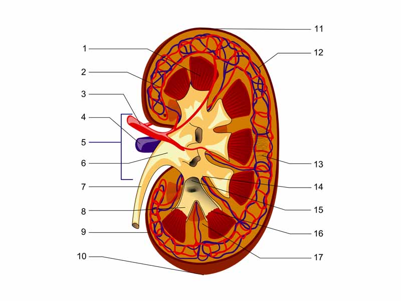 1. Renal pyramid  -  2. Efferent artery  -  3. Renal artery  -  4. Renal vein  -  5. Renal hilum  -  6. Renal pelvis  -  7. Ureter  -  8. Minor calyx  -  9. Renal capsule  -  10. Inferior renal capsule  -  11. Superior renal capsule  -  12. Afferent vein  -  13. Nephron  -  14. Minor calyx  -  15. Major calyx  -  16. Renal papilla  -  17. Renal column 
