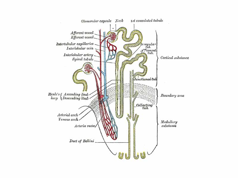 Nephron of the kidney without juxtaglomerular apparatus