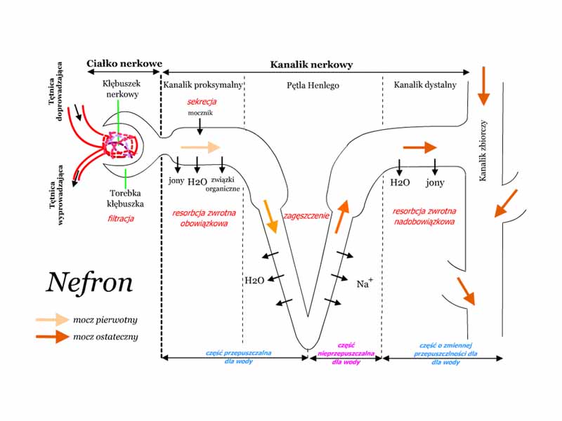 Nephron. Diagram is labeled in Polish, but flow can still be identified.