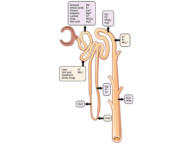 Secretion and reabsorption of various solutes throughout the nephron.