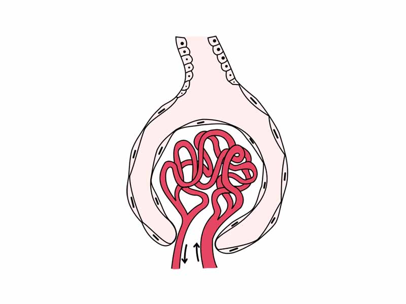 Glomerulus. (Bowman's capsule not labeled, but visible at top.)