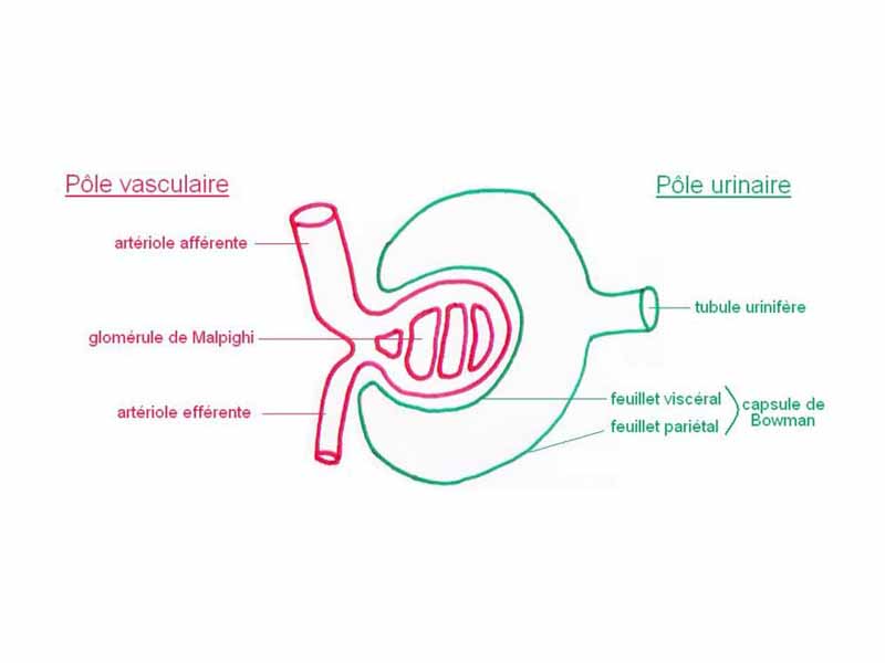 Glomerulus is red; Bowman's capsule is green.